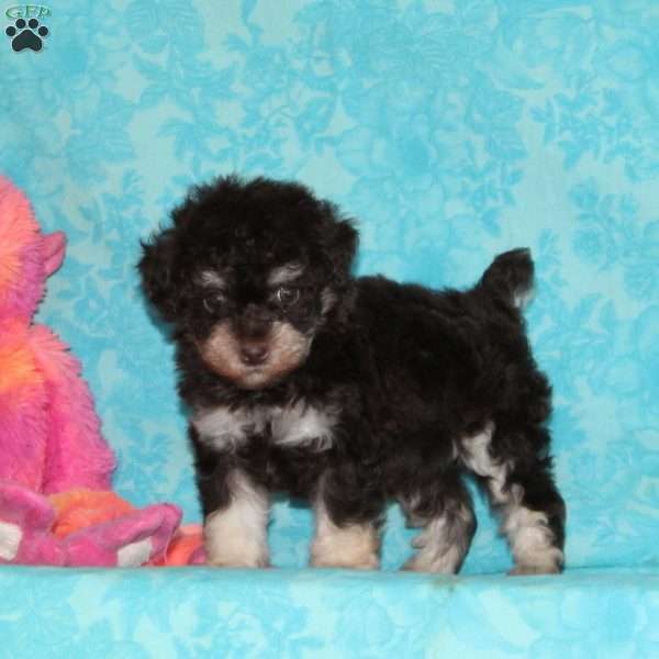 Kristy, Toy Poodle Puppy